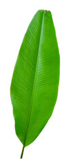 Obraz premium banana green leaf PNG transparent