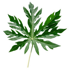 papaya leaf PNG transparent background