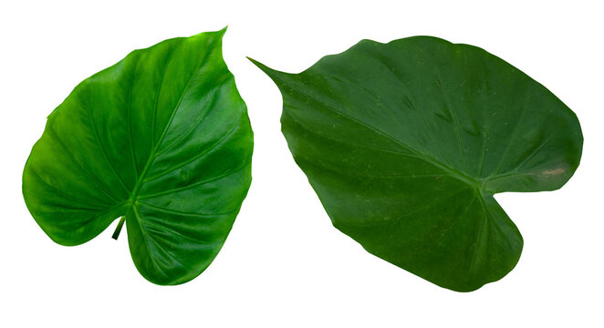 green leaf PNG transparent