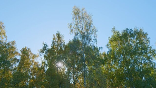 Autumn foliage. Gold color tree and orange foliage in fall park. Orange trees in autumn park. Real time.