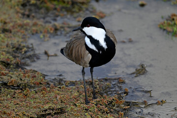 Spur-winged lapwing // Spornkiebitz (Vanellus spinosus) - Axios-Delta, Greece