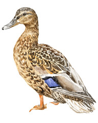 Female mallard duck. Digital watercolor illustration.