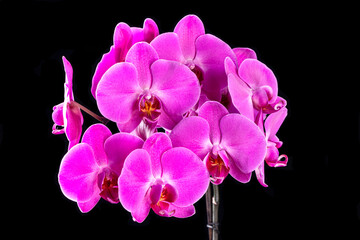 Fototapeta na wymiar Pink orchid isolated on black background.