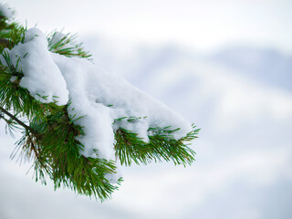 Winter, outdoor and snow on a tree in the forest with natural, sustainable or eco friendly...
