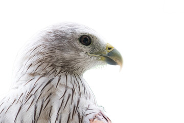 Eagle on a white background
