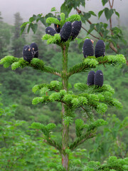 栂池自然公園　青い松ぼっくり