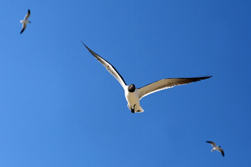 a  trio of laughing gulls in flight  against a blue sky on a sunny spring day in rehoboth beach, delaware