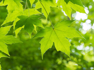 Fototapeta na wymiar 爽やかな緑の楓の葉
