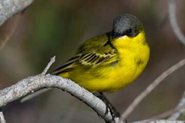 Obraz premium Dark-headed wagtail, grey-headed wagtail // Thunbergschafstelze (Motacilla flava thunbergi)