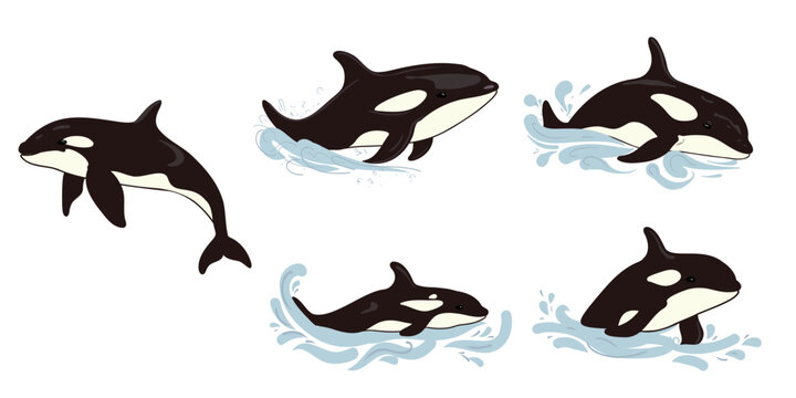 Set with cute cartoon killer whales or orca, vector illustration