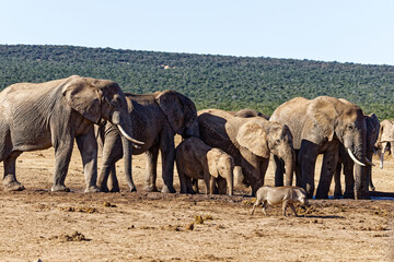 Fototapeta premium Elefanten im Addo Elephant Park