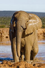 Fototapeta na wymiar Elefant im Addo Elephant Park