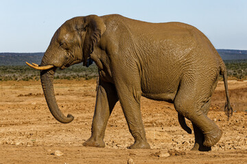 Obraz premium Elefant im Addo Elephant Park