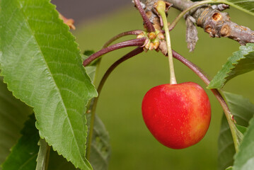 A red cherry on a cherry tree branch