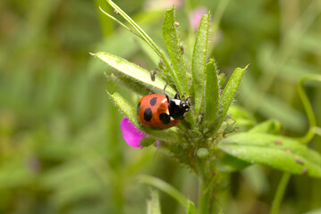 A lady bug on a green plant