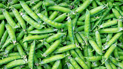 A box of peas on the farm. Full frame photo of peas.
