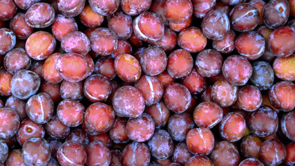 A box of plum on the farm. plum full frame photo.