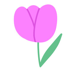 Purple tulip