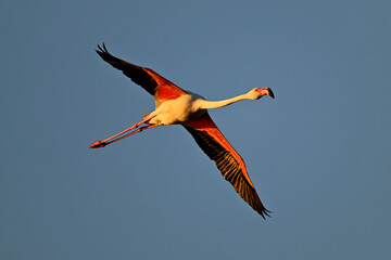 flying Greater flamingo in Evening mood // fliegender Rosaflamingo im Abendlicht (Phoenicopterus...
