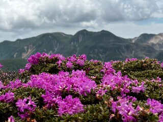 久住山とミヤマキリシマ