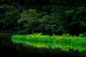 神秘的な水辺にたたずむカキツバタ群生地