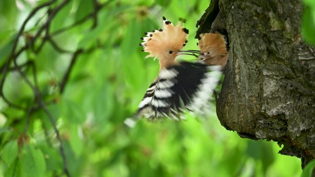 Eurasian hoopoe bird feeding juvenile in slow motion ( Upupa epops )