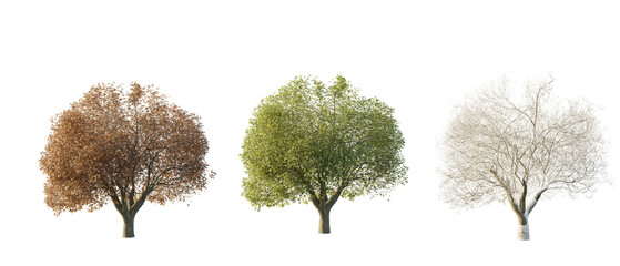 isolated cutout tree fraxinus excelsior in 3 different season option,summer,autumn, winter, best use for landscape design, and post pro render