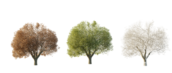 isolated cutout tree fraxinus excelsior in 3 different season option,summer,autumn, winter, best use for landscape design, and post pro render
