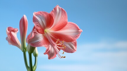 Fototapeta na wymiar Pink Amaryllis flower against a blue sky. Generative AI.