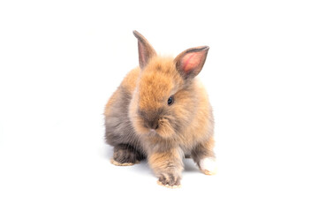 Baby rabbit 1 month old on white background - 611587338