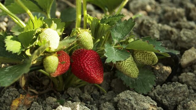 A bush of strawberries with berries on a home garden. Berry delicacy. Culinary blog. Home gardening. Close-up slow motion