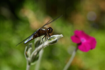 Fototapeta premium libellule