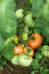 Fototapeta na wymiar Growing tomatoes in high beds inside a greenhouse. Farming, drip irrigation.