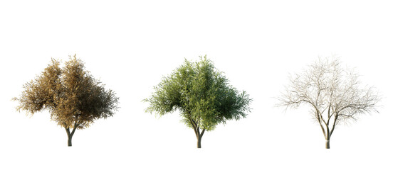 isolated cutout tree quercus agrifolia in 3 different season option,summer,autumn, winter, best use...