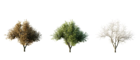 isolated cutout tree quercus agrifolia in 3 different season option,summer,autumn, winter, best use for landscape design, and post pro render