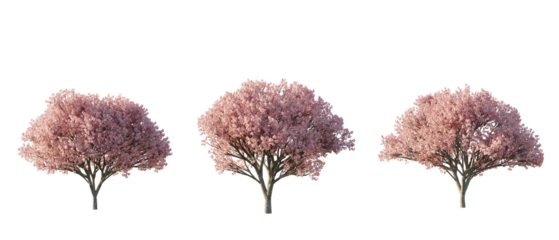 isolated cutout tree Prunus semulata in 3 different variation, daylight, summer season, best use for landscape design, and post pro render