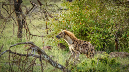 A spotted hyena (Crocuta crocuta) waiting for her chance after a lion kill, Mara Naboisho Conservancy, Kenya.