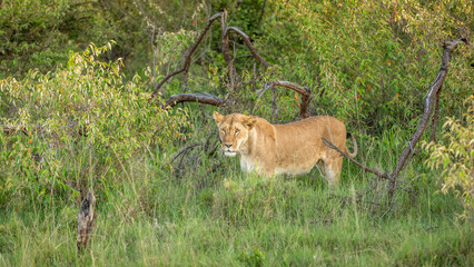 Lioness ( Panthera Leo Leo) coming out the bush, Mara Naboisho Conservancy, Kenya.