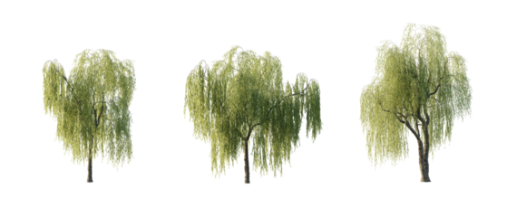 isolated cutout tree Salix babylonica in 3 different variation, daylight, summer season, best use for landscape design, and post pro render