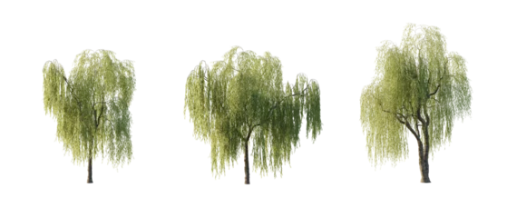 Fototapeten isolated cutout tree Salix babylonica in 3 different variation, daylight, summer season, best use for landscape design, and post pro render © AK082