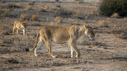 a lioness and her cubs
