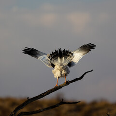 a pale chanting goshawk drying after the rain