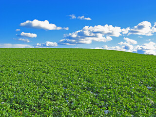 Fototapeta na wymiar Plant, clouds and blue sky with landscape of field for farm mockup space, environment and ecology. Nature, grass and horizon with countryside meadow for spring, agriculture and sustainability