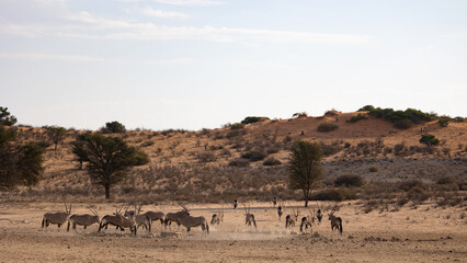Fototapeta na wymiar a herd of oryx in the wild
