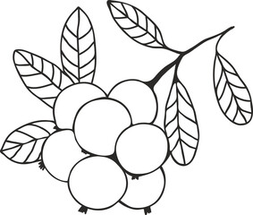 Cowberry branch silhouette with berries and leaves, sketch drawing with black outline