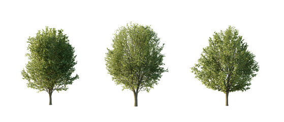 isolated cutout tree Ulmus minor in 3 different variation, daylight, summer season, best use for...