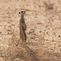 meerkats on the lookout
