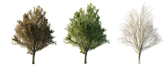isolated cutout tall and big tree Ulmus minor in 3 different season option,summer,autumn, winter,...
