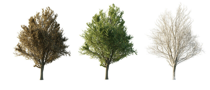 isolated cutout tall and big tree Ulmus minor in 3 different season option,summer,autumn, winter, best use for landscape design, and post pro render