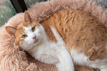 見つめる猫　茶トラ白